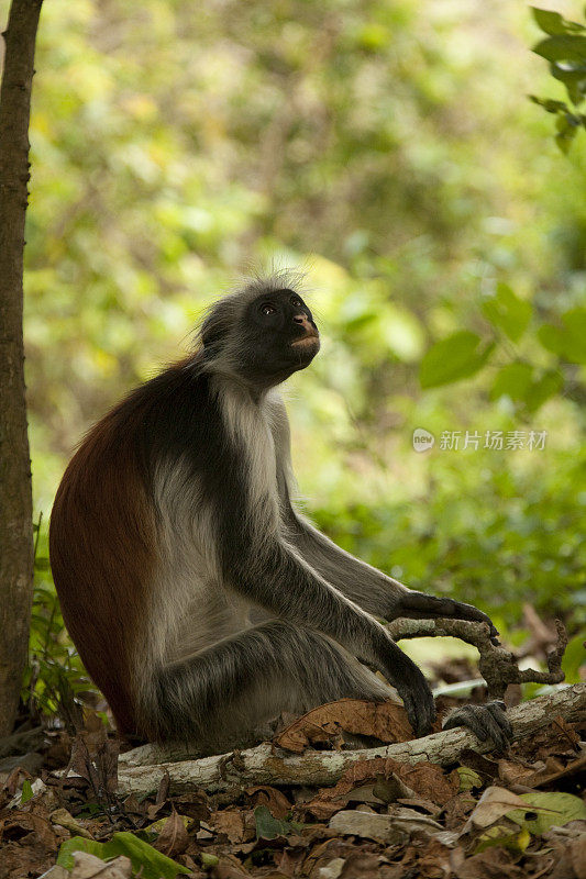 在坦桑尼亚桑给巴尔的Jozani森林保护区，Kirk的红疣猴(Procolobus kirkii)正在撒尿